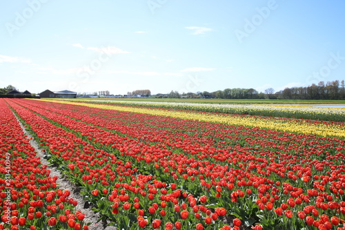 Fototapeta Naklejka Na Ścianę i Meble -  Flower fields in Lisse, Netherlands