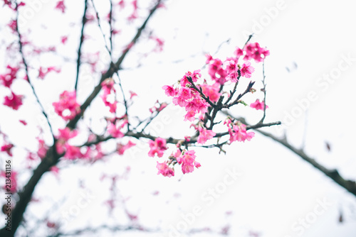 Sakura blossom in winter