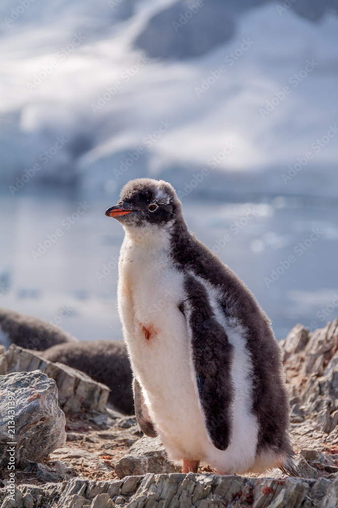 Naklejka premium Gentoo penguin chick