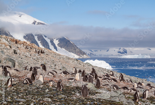 Mountainside Gentoo Penguin Colony