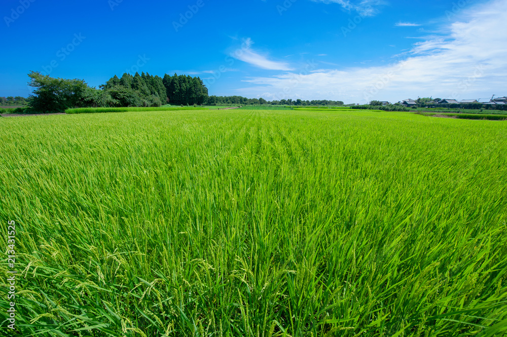 rice field in summer in Ibaraki Japan