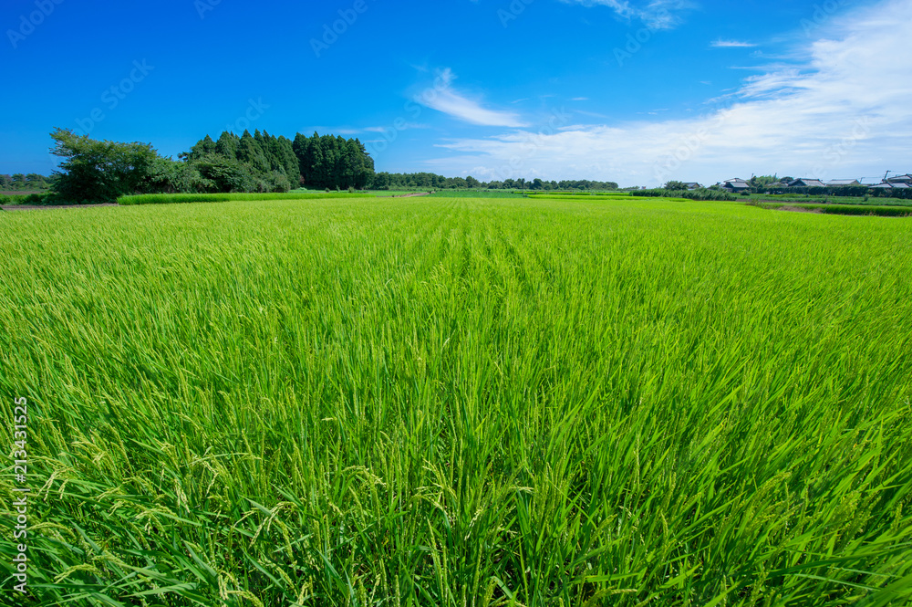 rice field in summer in Ibaraki Japan rice field in summer in Ibaraki Japan