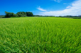 rice field in summer in Ibaraki Japan
