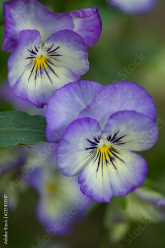 Purple & White Pansies Closeup