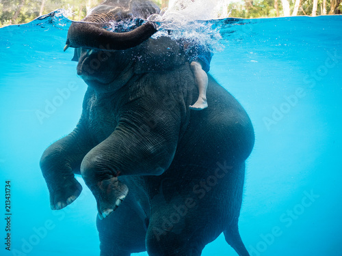baby elephant playing in water