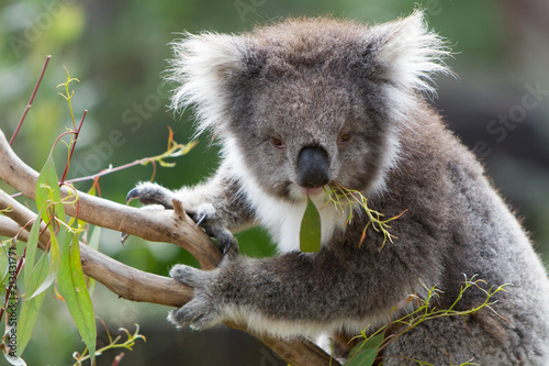 Fototapeta Naklejka Na Ścianę i Meble -  Koala Eating Leaves in a Tree