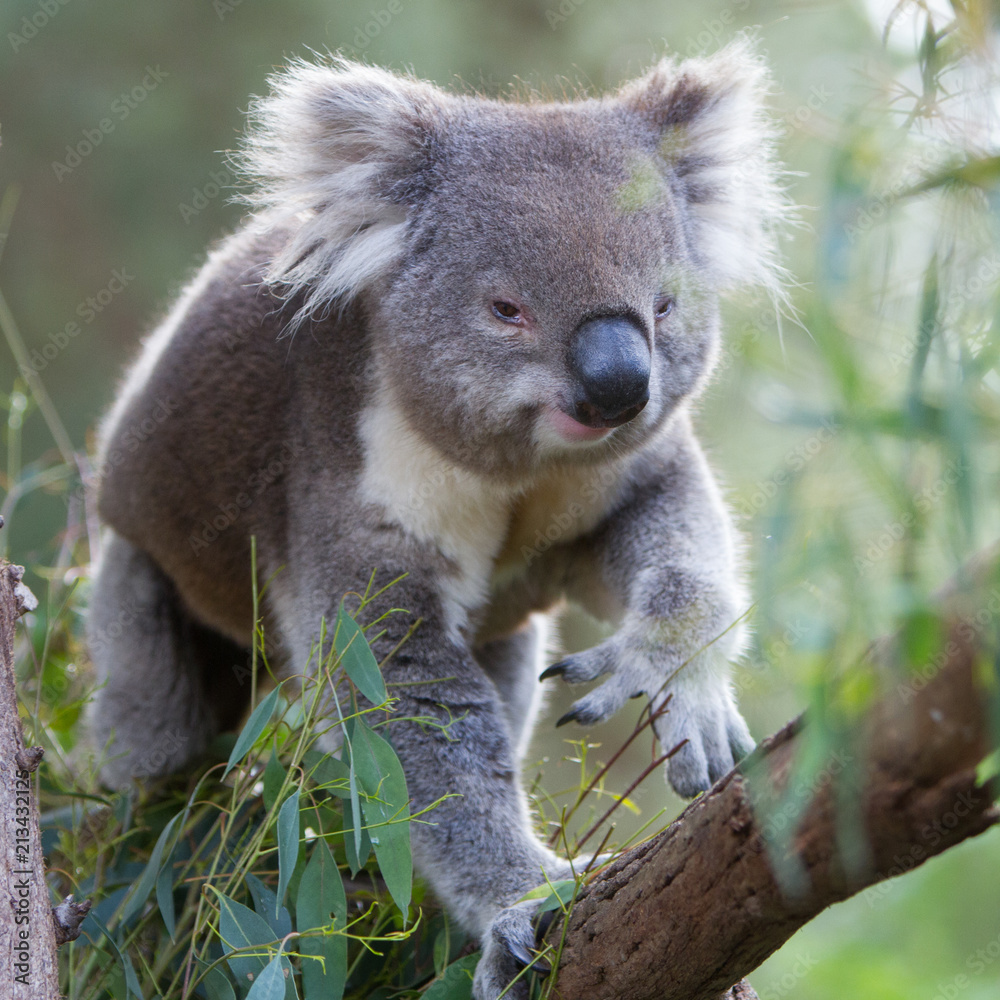 Obraz premium Koala Walking Along a Tree Branch
