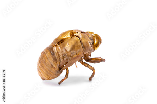 Insect life cycle, Moult of Cicada isolated on white background