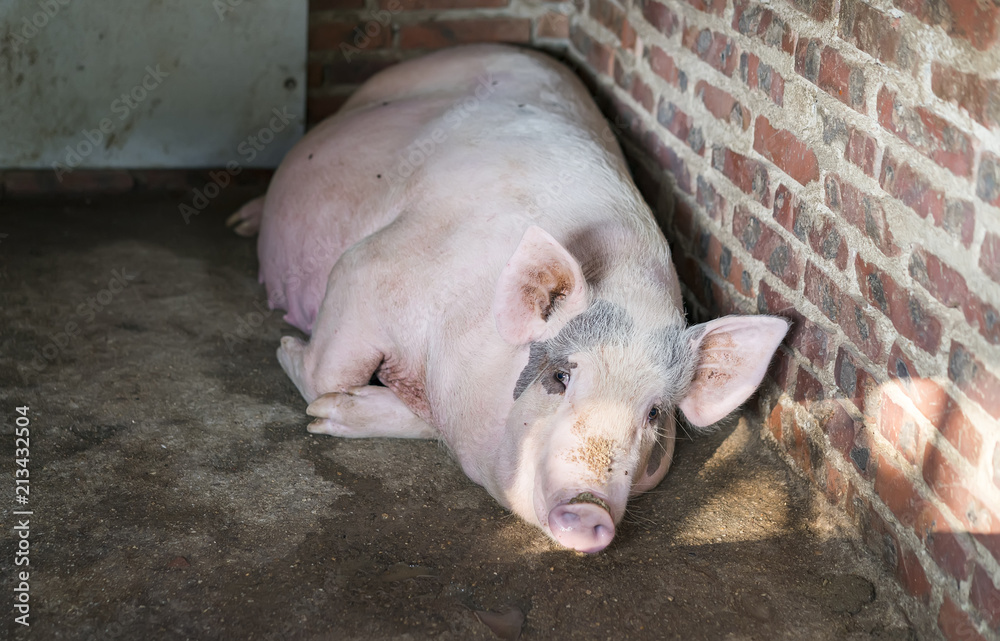 pigs on the farm pigs on the farm
