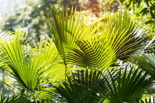 Livistona Rotundifolia palm,Borassus flabellifer.