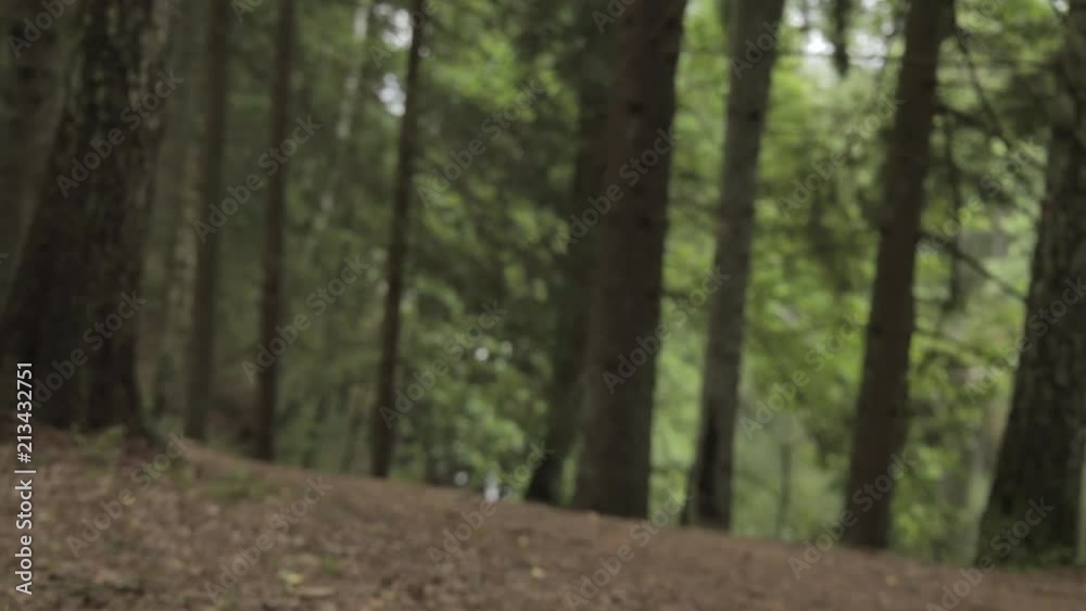 Clip of a panting Golden Retriever moving in a forest. Clip of a panting Golden Retriever moving in a forest.