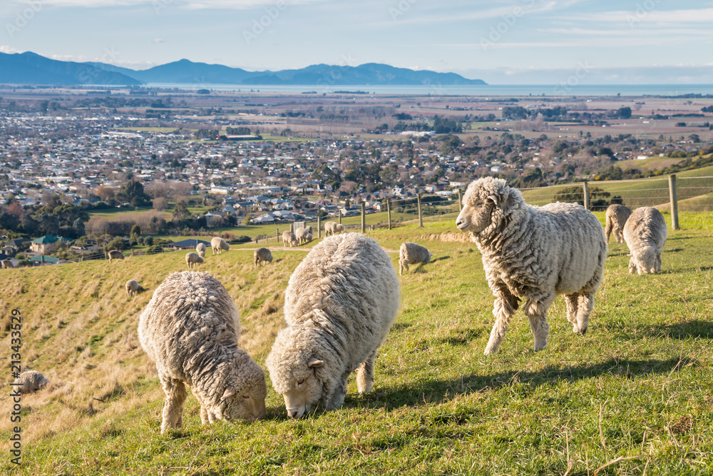 Naklejka premium stado owiec merynos wypasanych na gruntach uprawnych nad miastem Blenheim w Nowej Zelandii