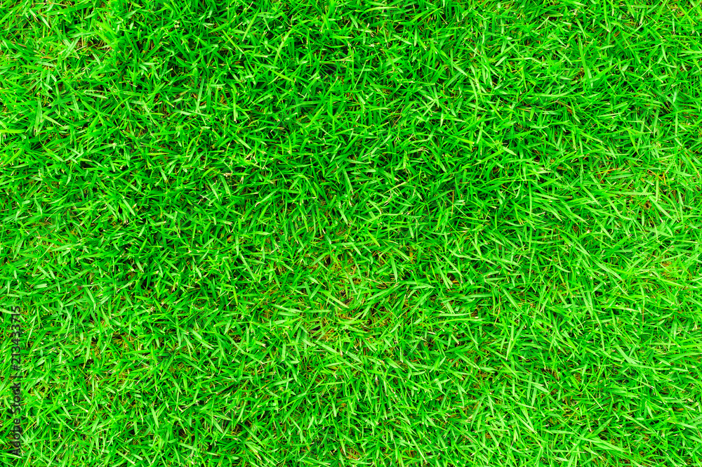 Green grass texture background Green grass texture background