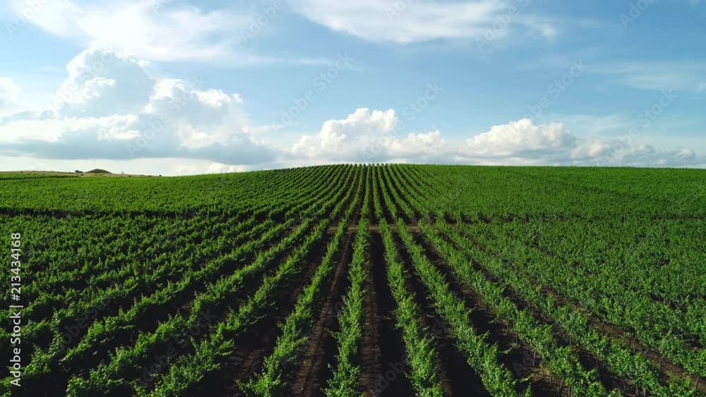 Fields of organic grapes for wine in the summer, aerial drone view Fields of organic grapes for wine in the summer, aerial drone view