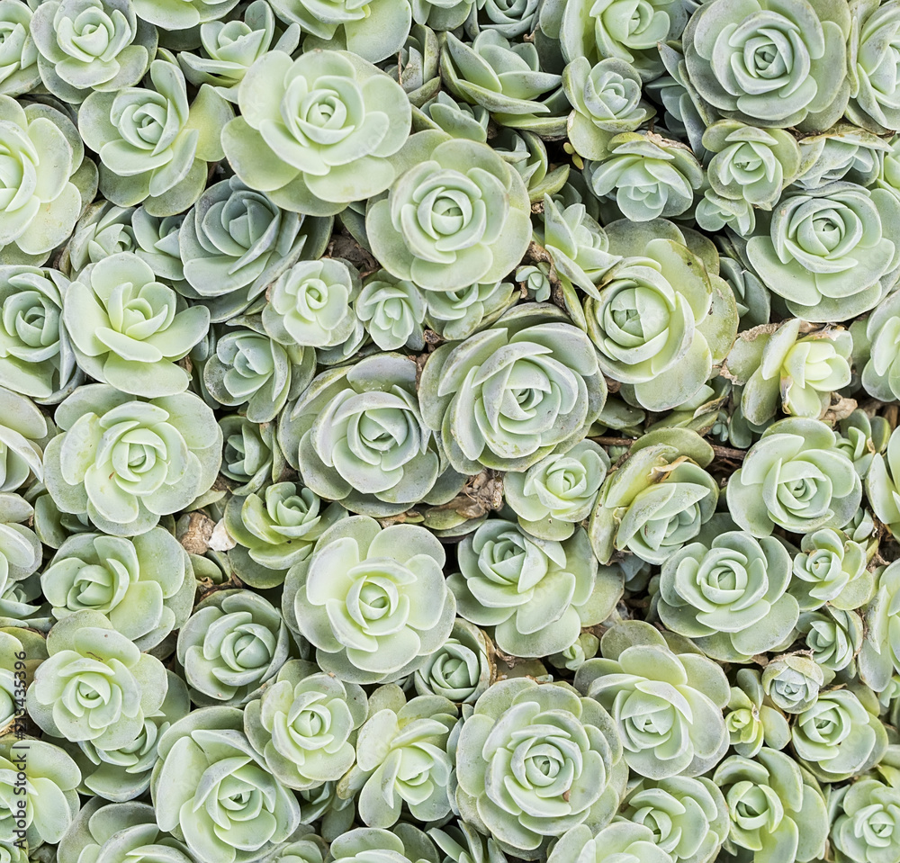 Miniature succulent plants in garden Miniature succulent plants in garden