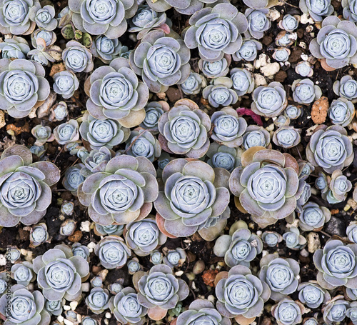  Miniature succulent plants in garden