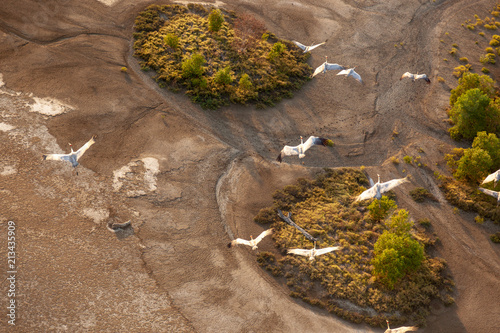 Native Companions in Wetlands near Walcott Inlet in the Kimberley Region of Western Australia photo