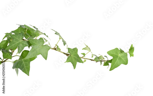 ivy leaves isolated on a white background