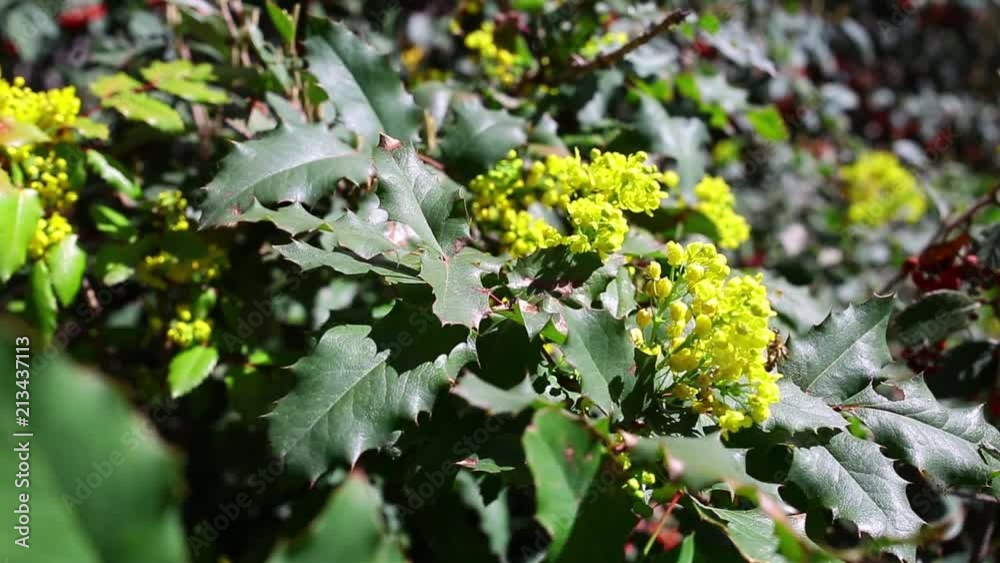 plants and flowers in the bushes waves in the wind plants and flowers in the bushes waves in the wind