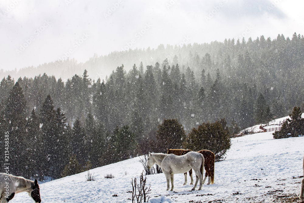 Naklejka premium deer in winter