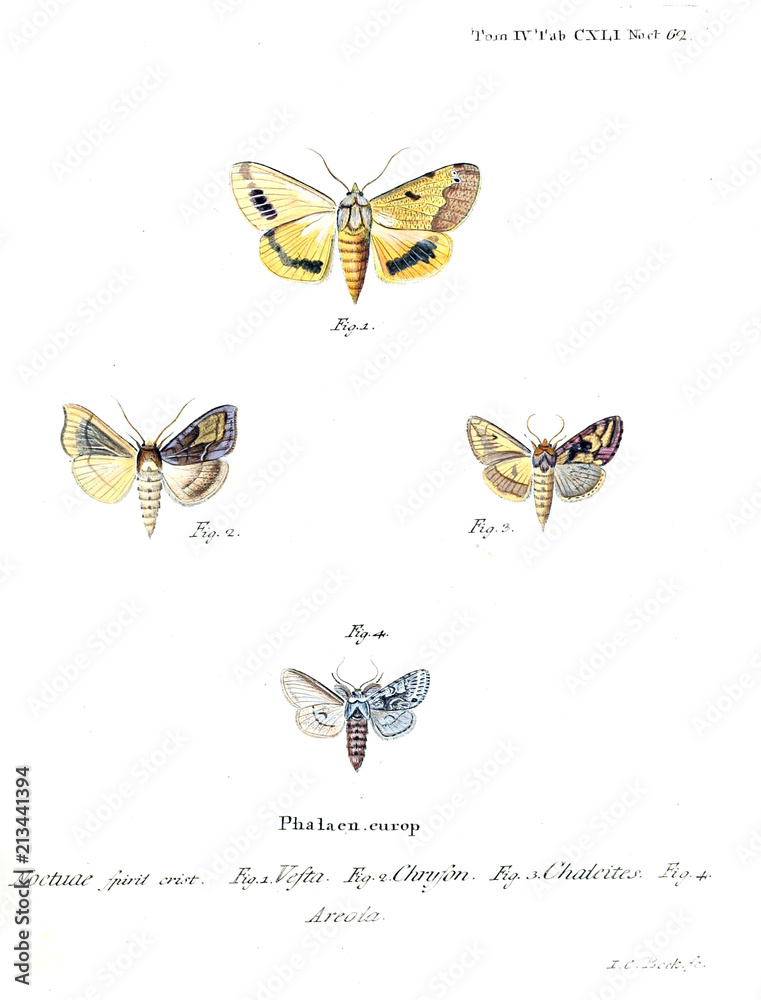 Obraz premium Illustration of butterflies