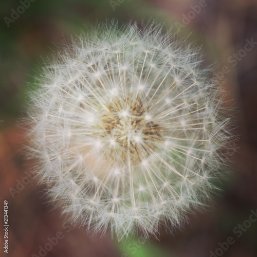 Dandelion 