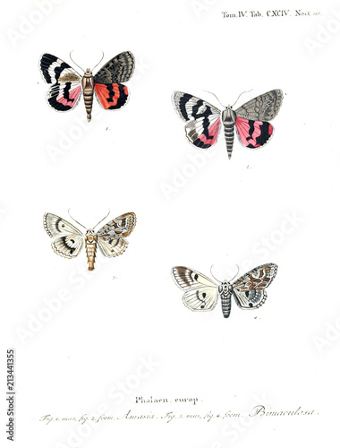 Illustration of butterflies photo