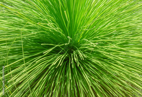 Xanthorrhoea natural plant