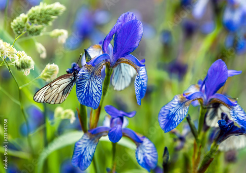 Fototapeta Naklejka Na Ścianę i Meble -  Butterflies with white wings are sitting on the iris flower