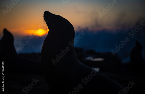 Silouette of Sea Lions at Dusk © InversedSlayer