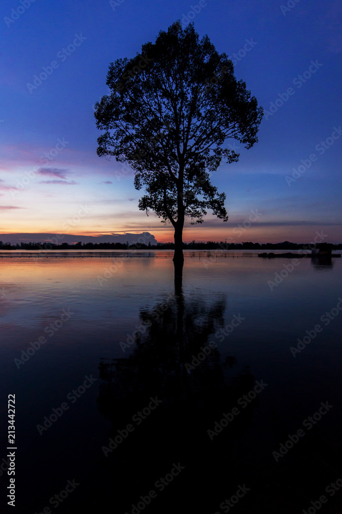 the tree in the lake and the sunset