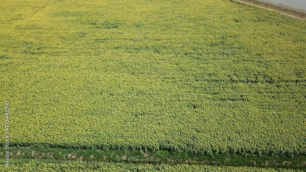 Yellow sunflowers. Wonderful rural landscape of sunflower field in sunny day. Drone aerial view