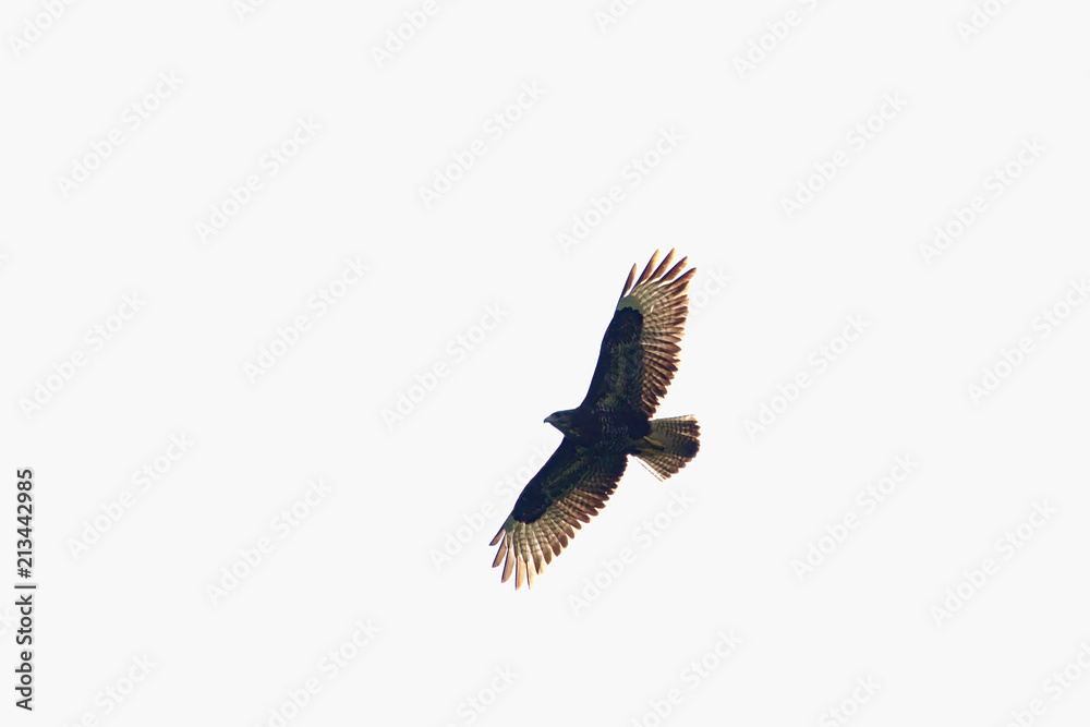 Obraz premium Buzzard flying in front of a white sky