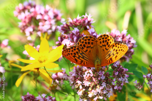 Kaisermantel (Argynnis paphia)