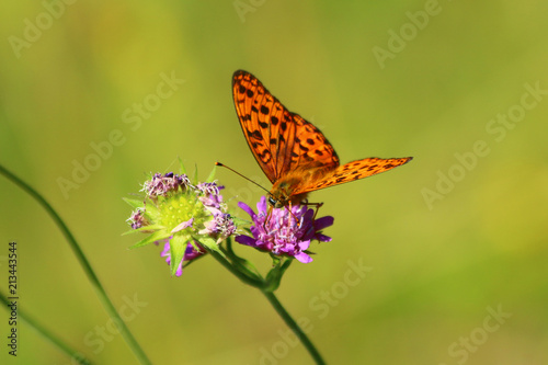 Wallpaper Mural Kaisermantel (Argynnis paphia) Torontodigital.ca