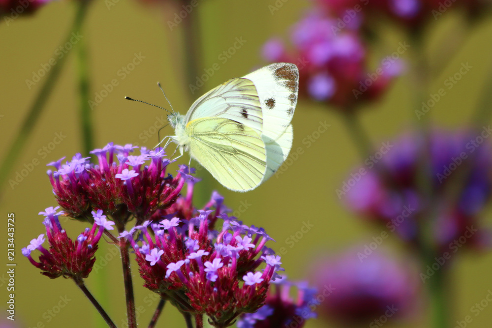 Naklejka premium Kohlweißling