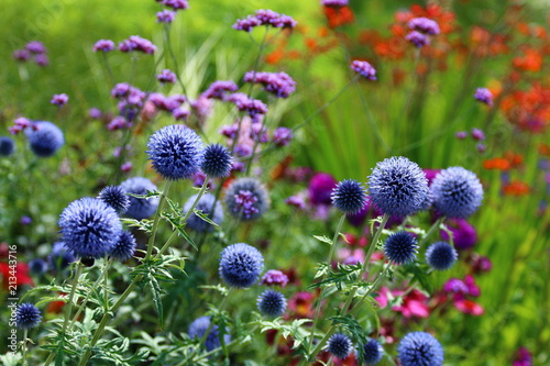 Kugeldistel - Echinops photo