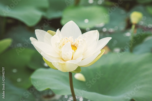 Lotus close-up in the summer pond.