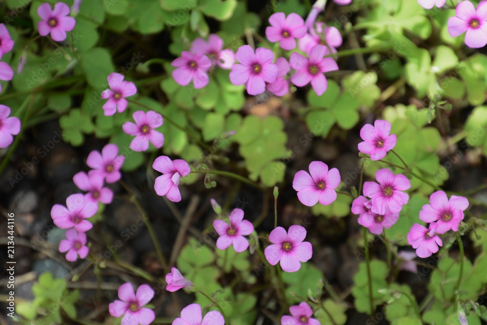 Jointed woodsorrel(Pink sorrel)