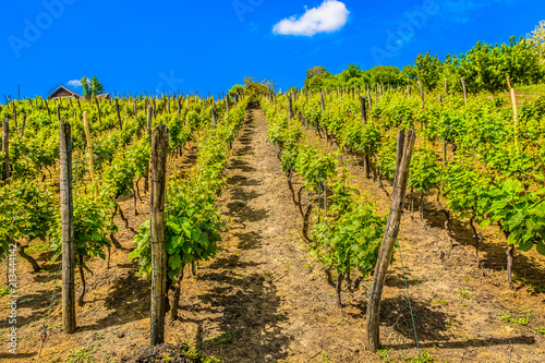 Vineyards Zagorje region landscape. / Scenic view at picturesque vineyard in Zagorje region, springtime in Croatia. photo