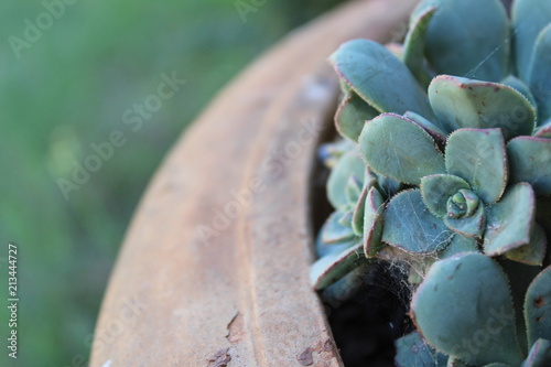 Succulent spider web in cement pot