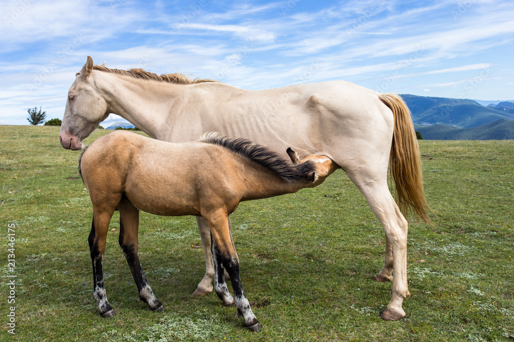 Obraz premium L'heure de la tête, chevaux en liberté