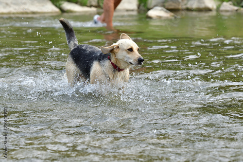 Dog to refresh in water during hot summer