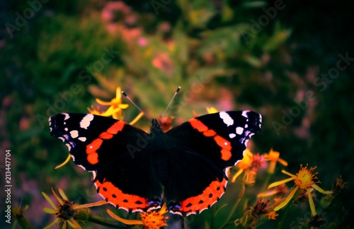 Butterfly on flower