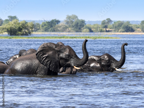 Elephant African elephant  Loxodonta africana  in the Kwango River  Chobe National Park  Botswana