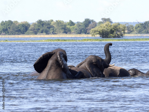 Elephant African elephant, Loxodonta africana, in the Kwango River, Chobe National Park, Botswana photo