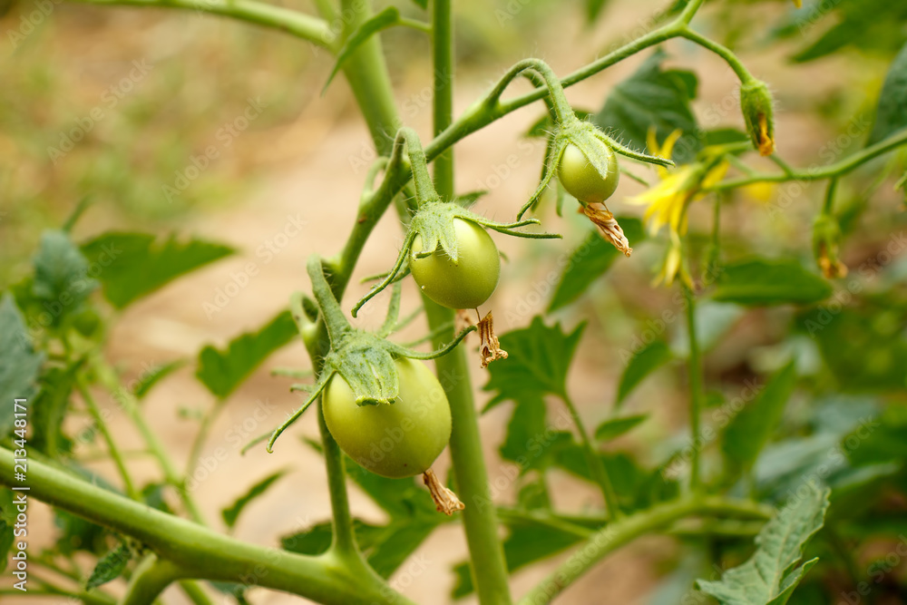 Green Tomatoes in a garden