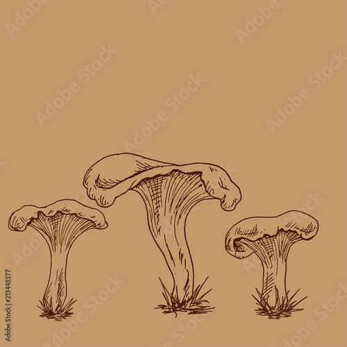 Vector hand drawn outline illustration of chanterelles on brown background. Mushroom family for your design.