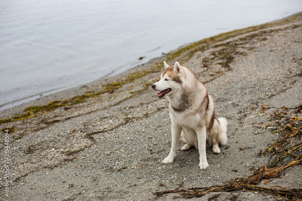 Profile Image of beautiful Beige and white Siberian Husky dog sitting on the beach and looking to the sea