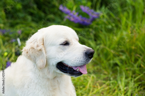 Profile portrait of friendly golden retriever dog in the green grass and violet flowers
